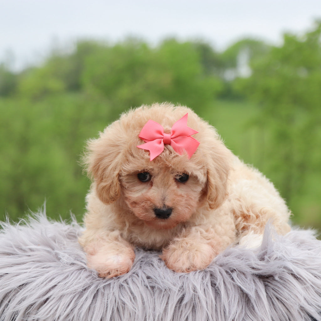 Emilie - Available 5/28