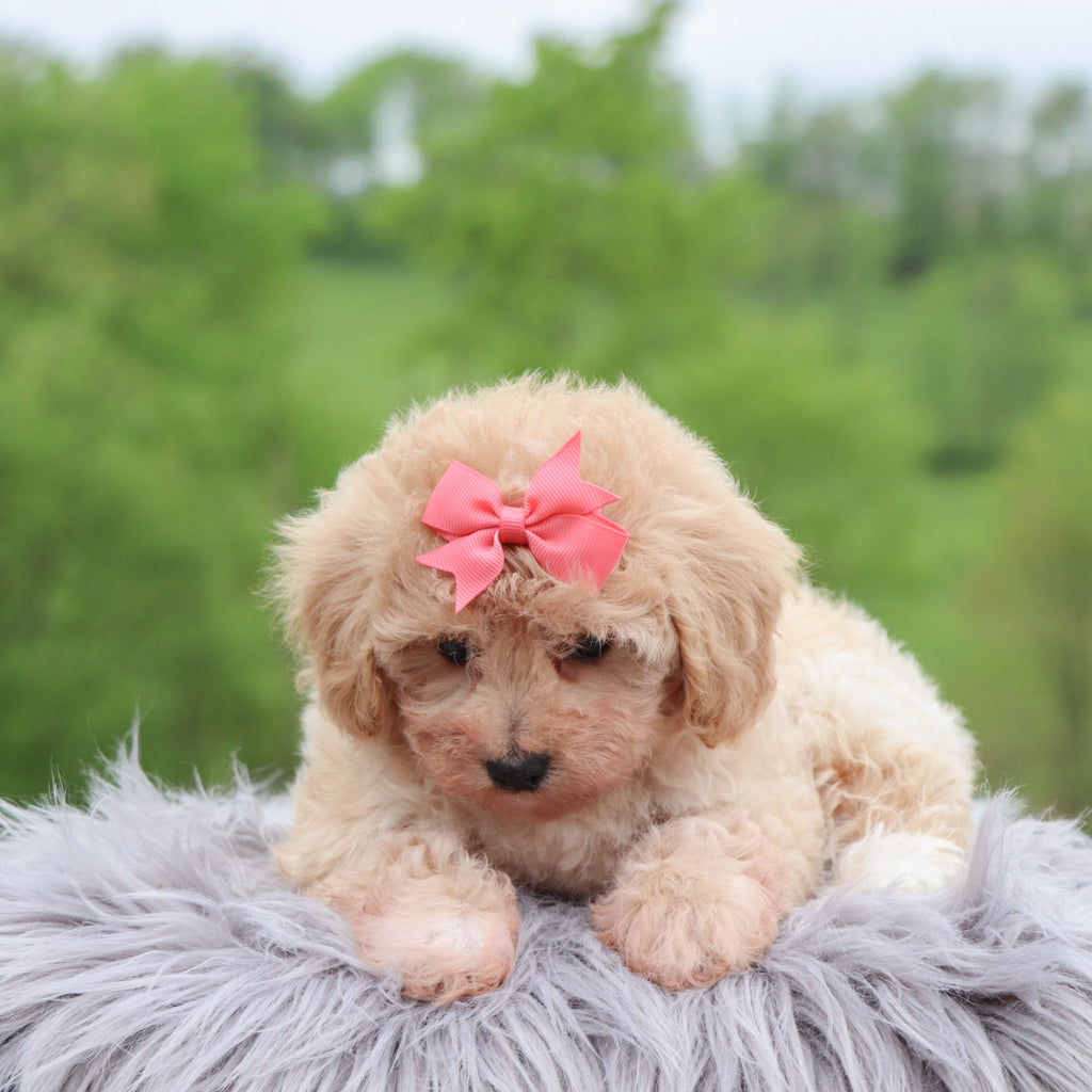 Emilie - Available 5/28