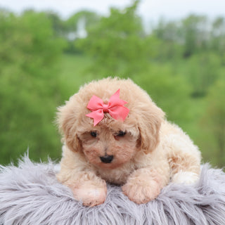 Emilie - Available 5/28