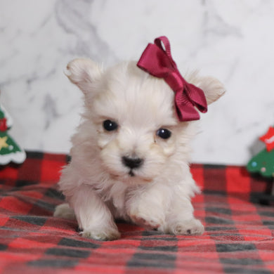 Emily - Available 12/31