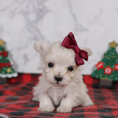 Emily - Available 12/31