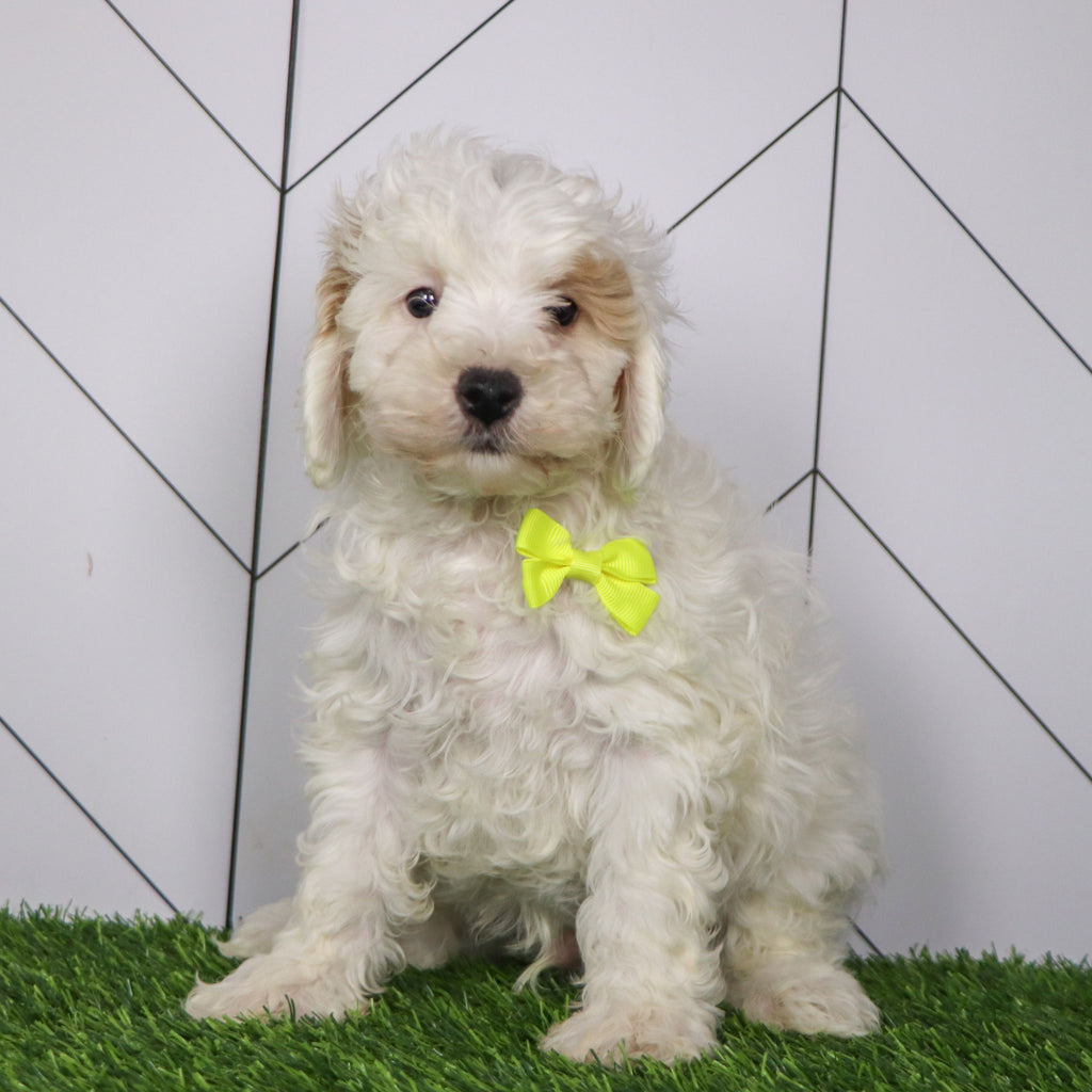 Emmitt - Available 1/15