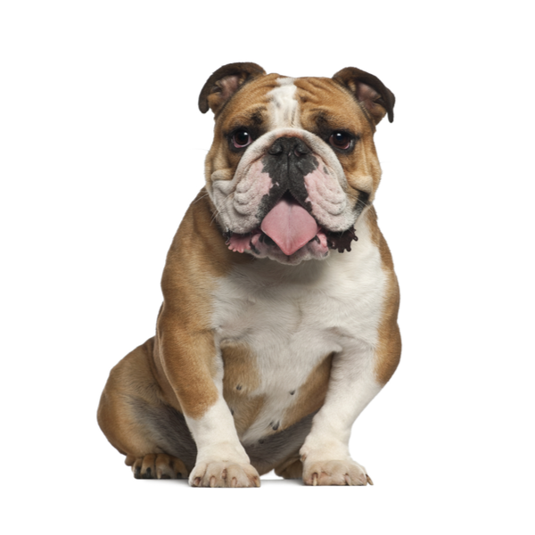 english bulldog