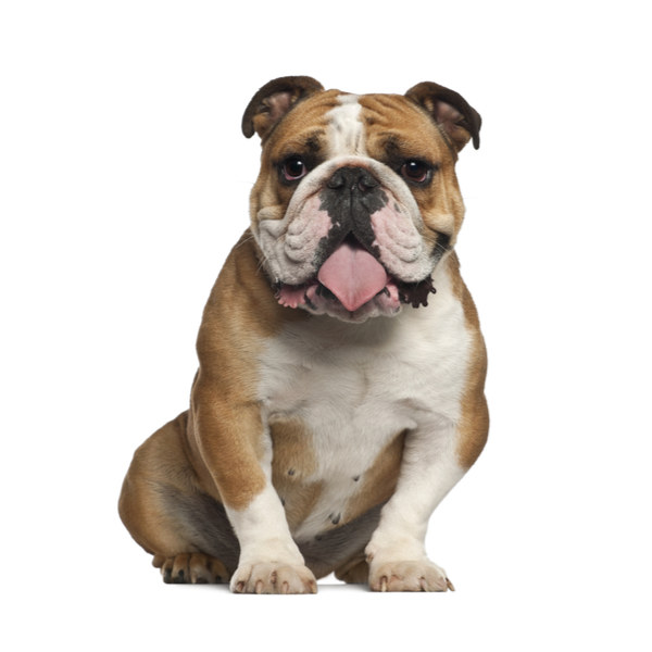 English_Bulldog