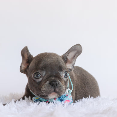 Enrico - Available Now