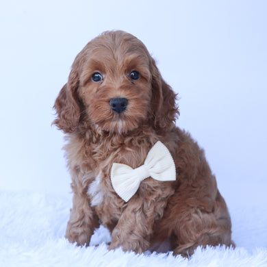 Enzo - Available 9/24