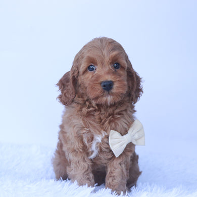 Enzo - Available 9/24