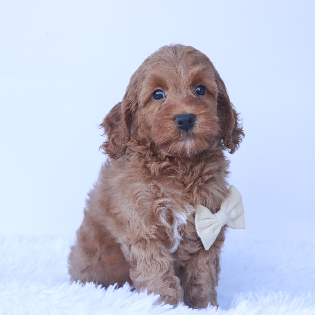 Enzo - Available 9/24