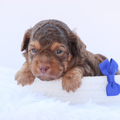 Ernest - Available 8/6
