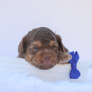 Ernest - Available 8/6