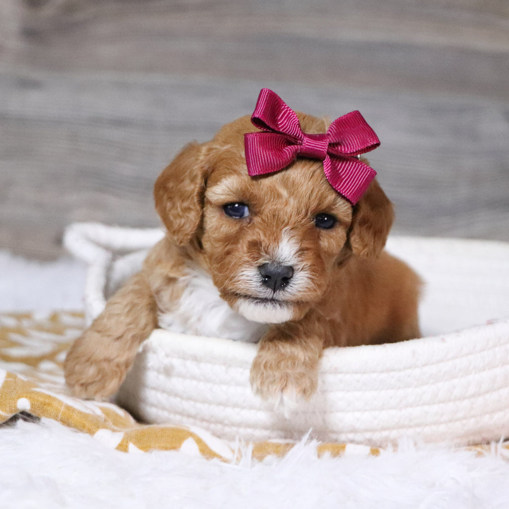 Ethel - Available 12/23