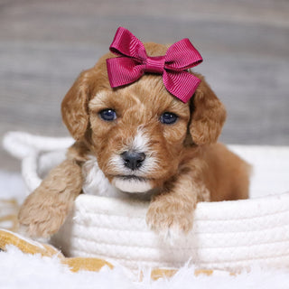 Ethel - Available 12/23