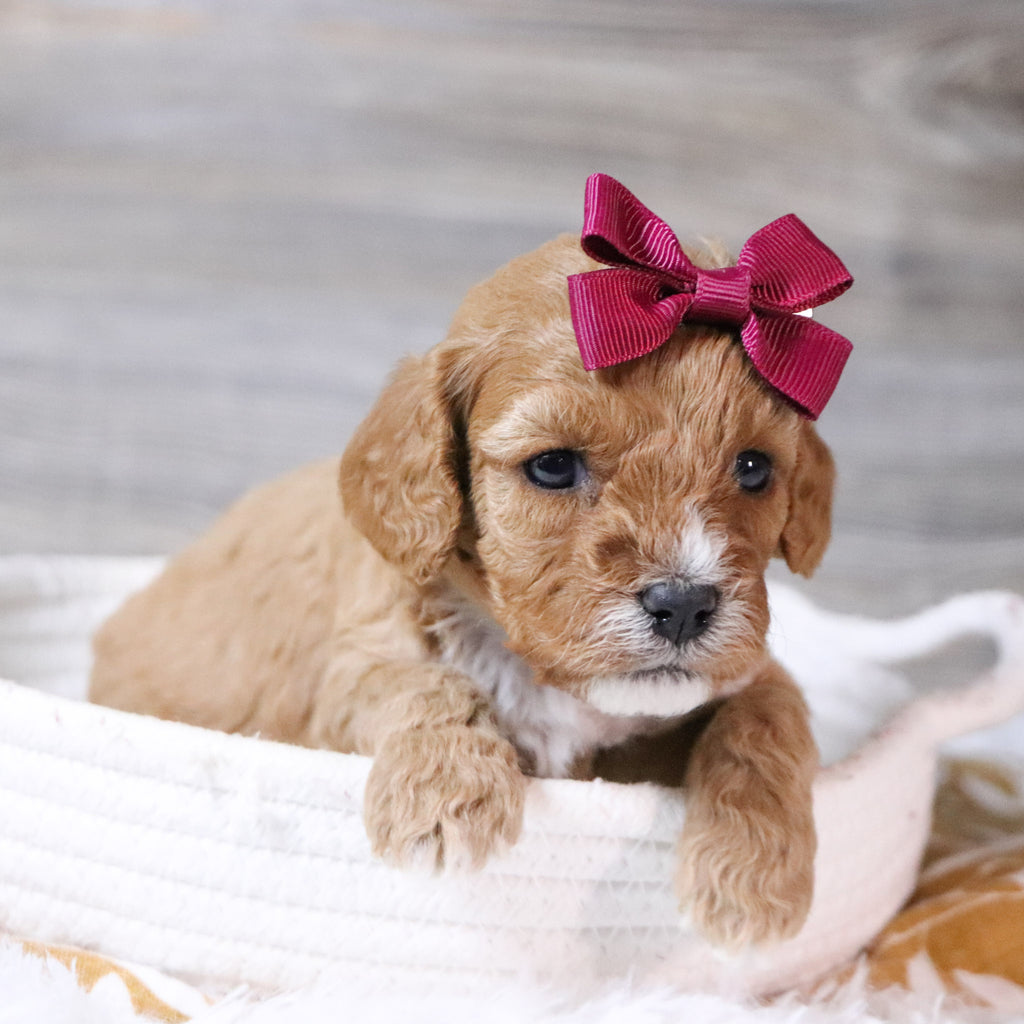 Ethel - Available 12/23