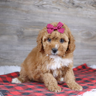 Ethel - Available 12/23