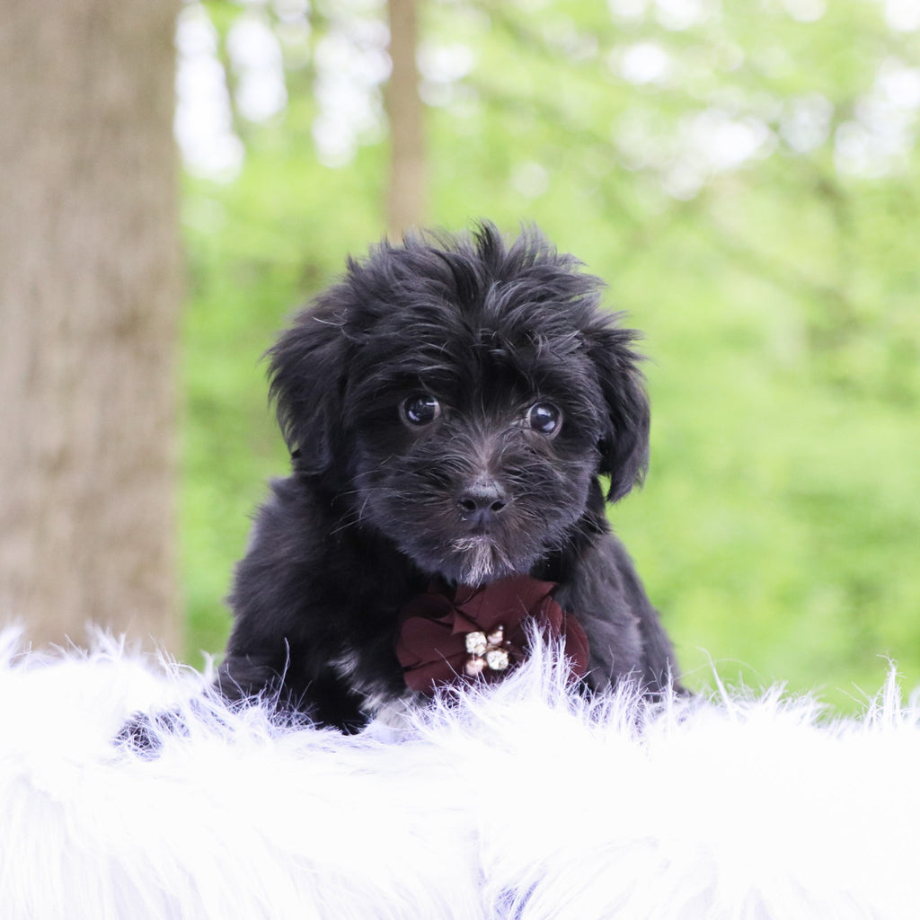 Ettore - Available 5/28