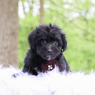 Ettore - Available 5/28