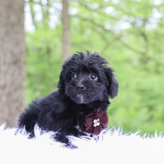 Ettore - Available 5/28