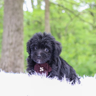 Ettore - Available 5/28
