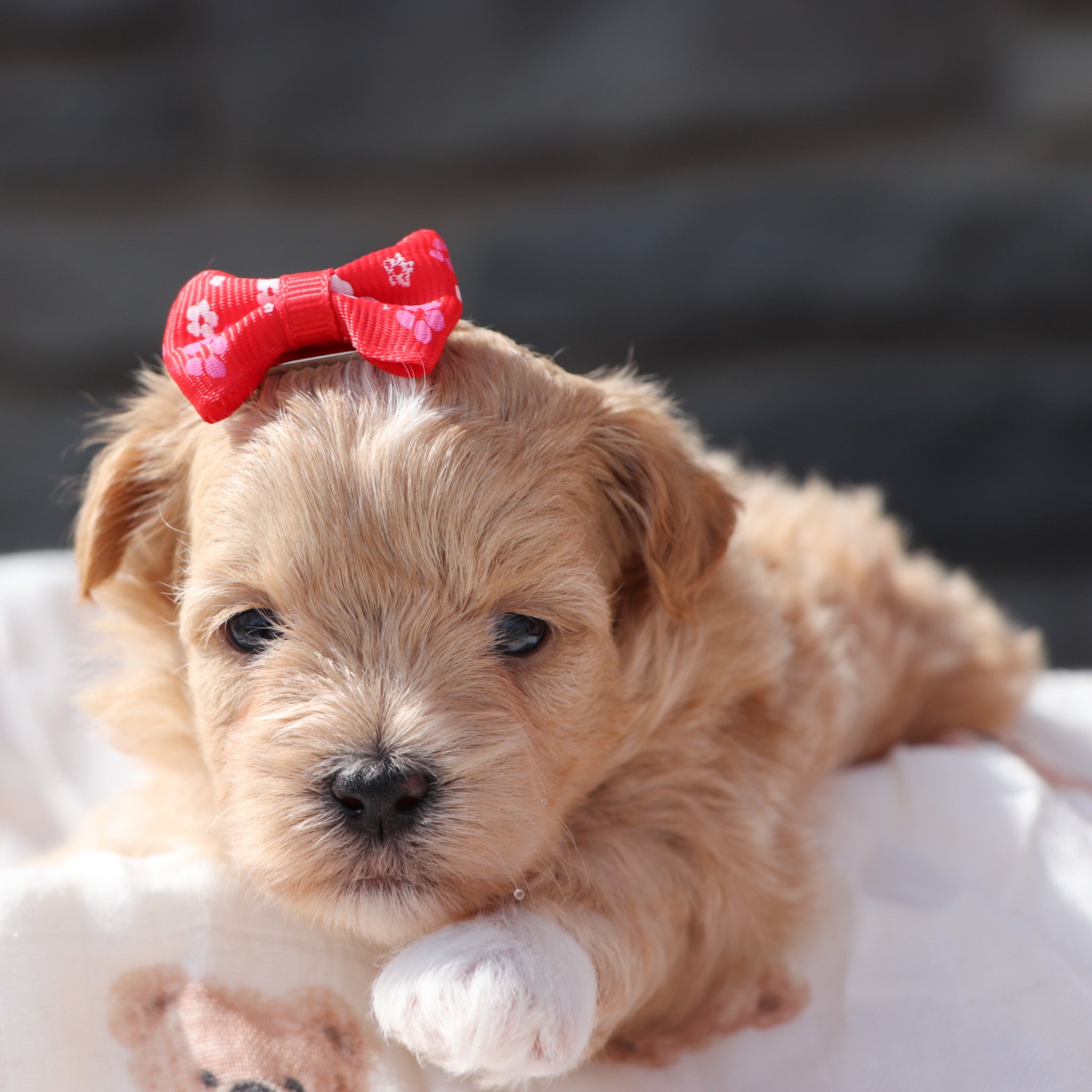 Puppies for sale in ST. Petersburg