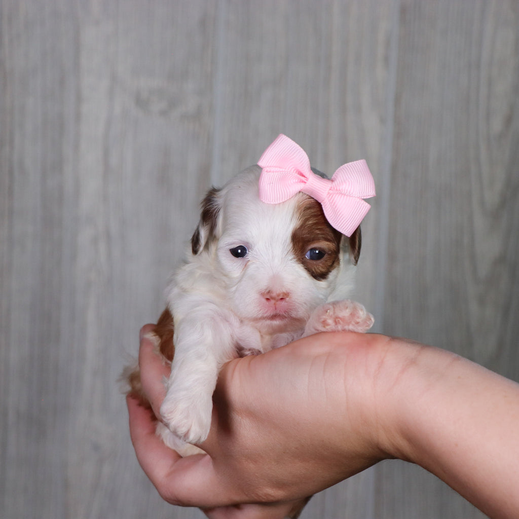 PUppies for Sale in Marion