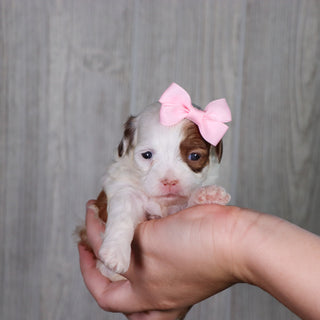 PUppies for Sale in Marion