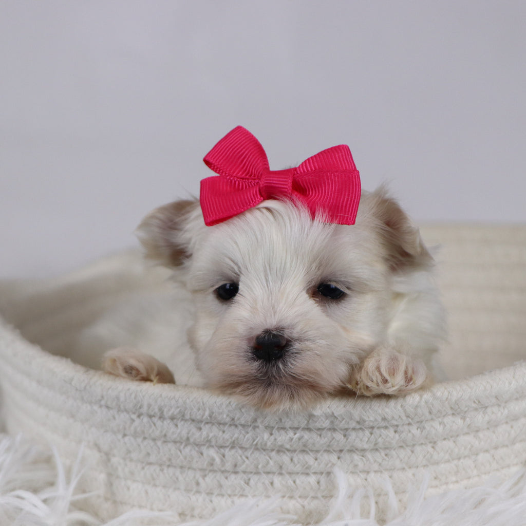 Eve - Available 12/17