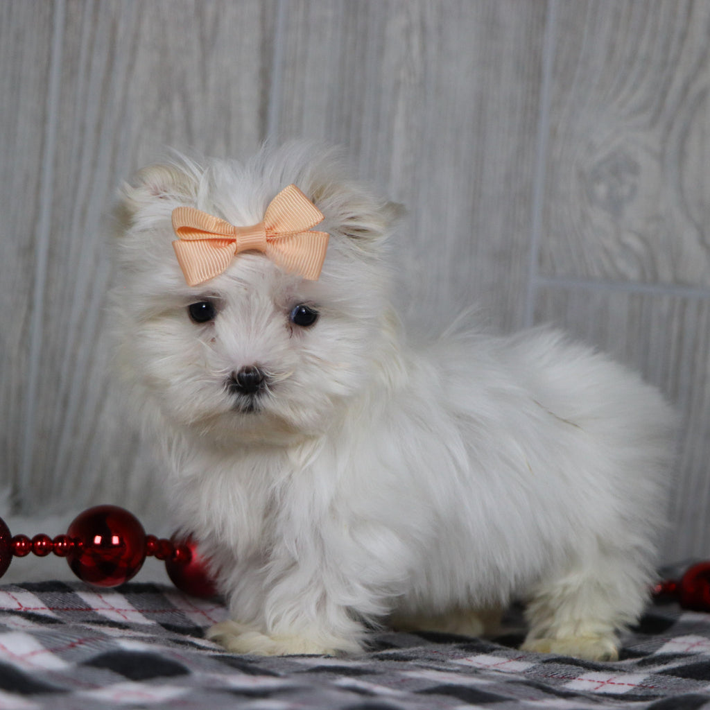 Eve - Available 12/17