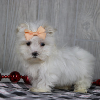 Eve - Available 12/17