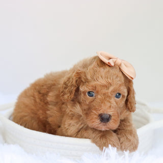 Evelyn - Available 9/3
