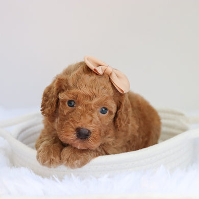 Evelyn - Available 9/3