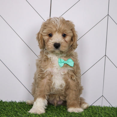 Everest - Available 1/15