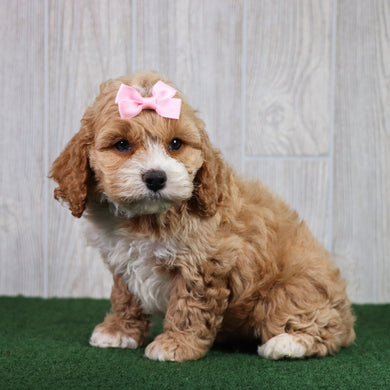 Evie - Available 5/28