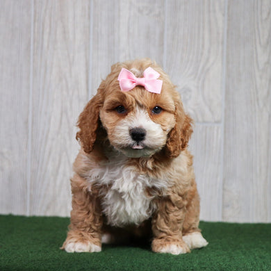 Evie - Available 5/28