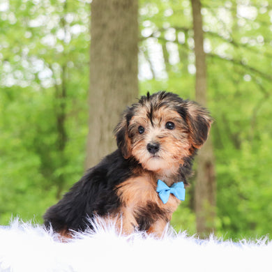 Ezra - Available 5/28