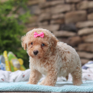 Matilda - Available 6/11