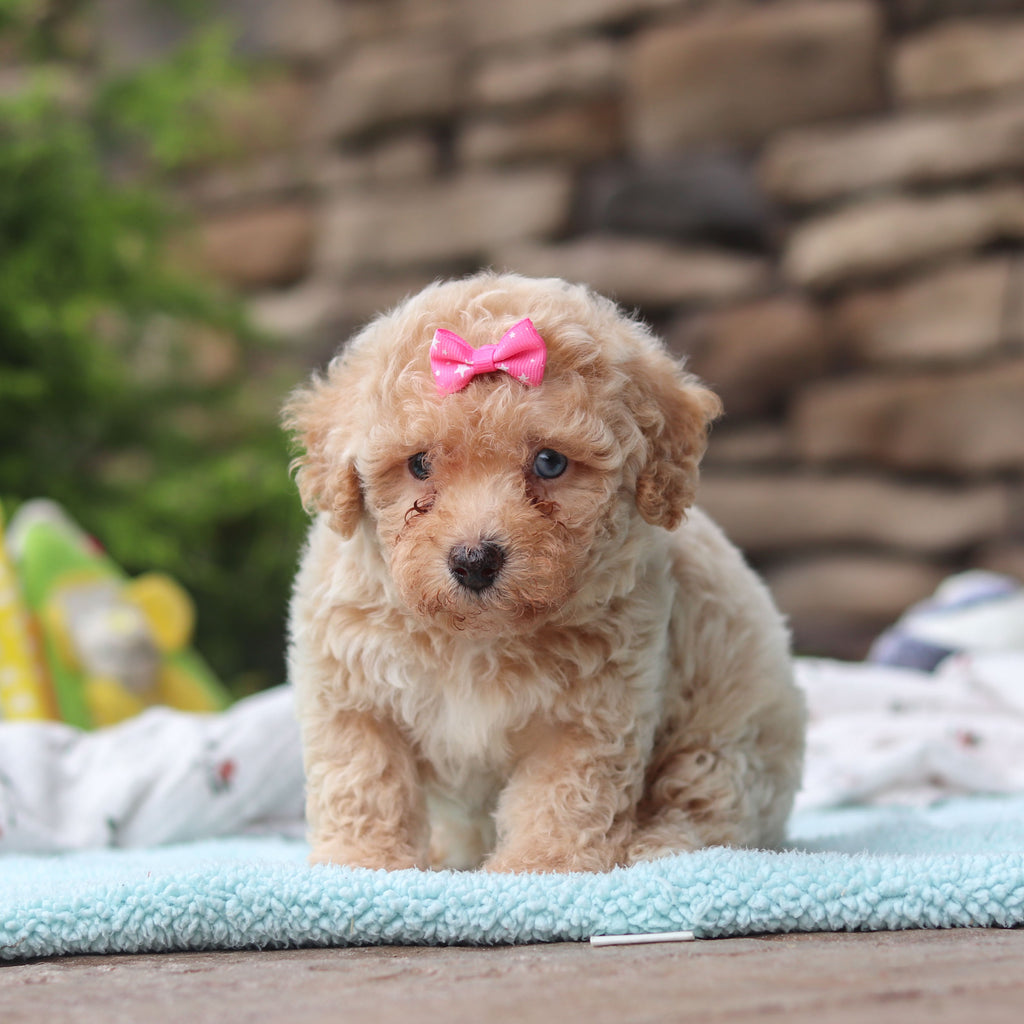Matilda - Available 6/11