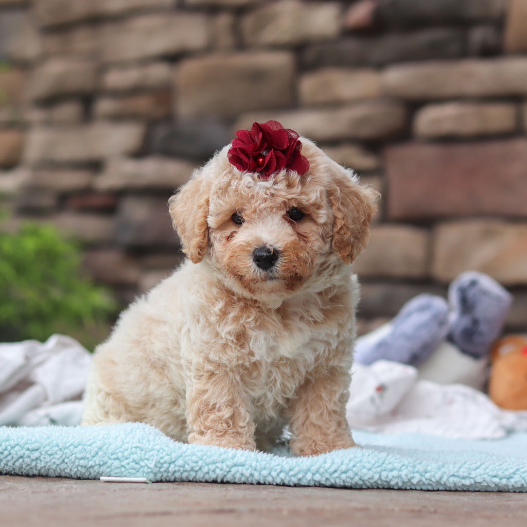 Maple - Available 6/11