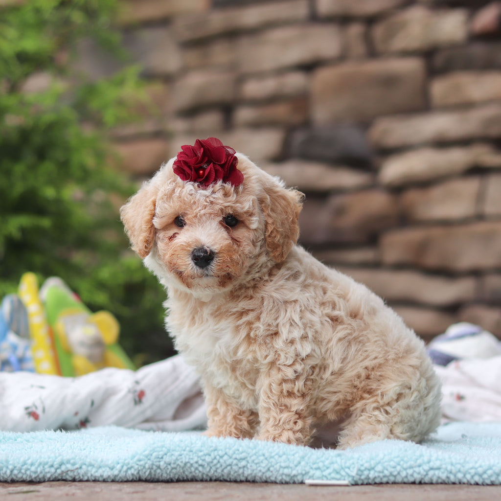 Maple - Available 6/11