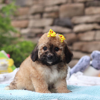 Maui - Available 6/11