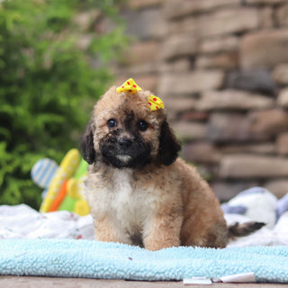 Maui - Available 6/11