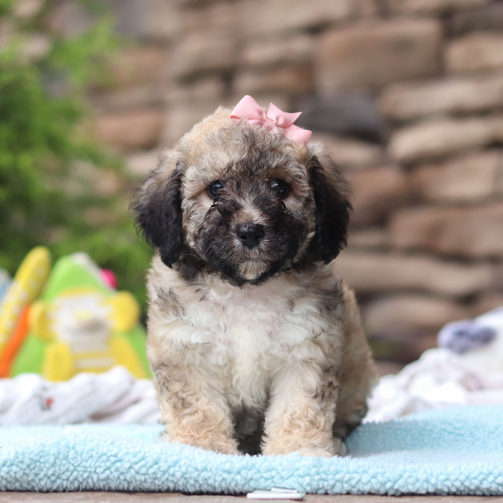 Midge - Available 6/11