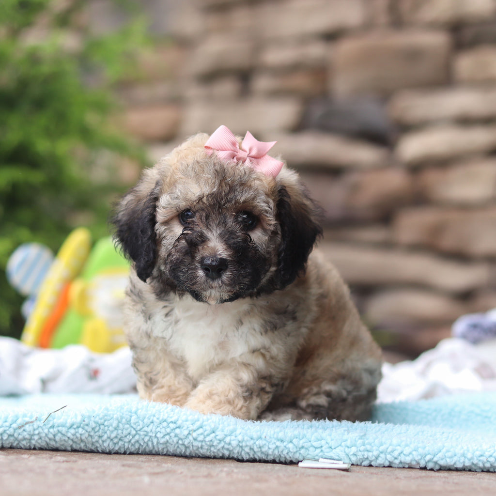 Midge - Available 6/11