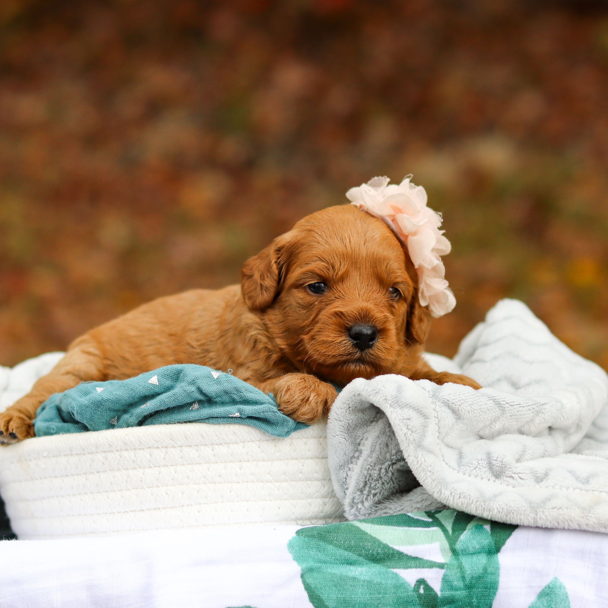 Gomez All Puppies for sale Happytail Puppies