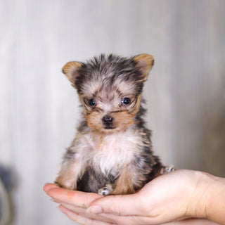 Onyx - Available 3/26