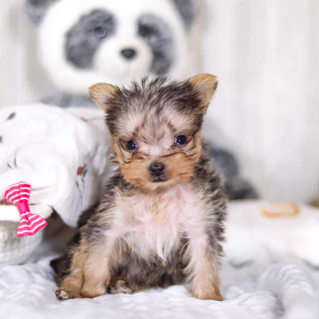 Onyx - Available 3/26