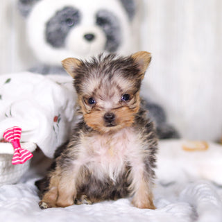 Onyx - Available 3/26