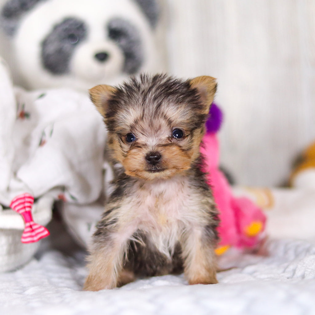 Onyx - Available 3/26