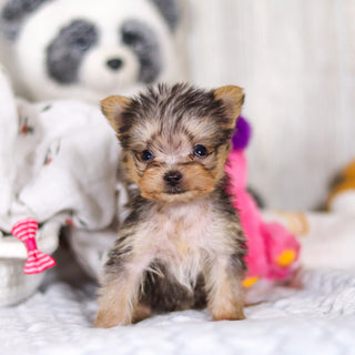 Onyx - Available 3/26