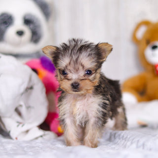 Onyx - Available 3/26