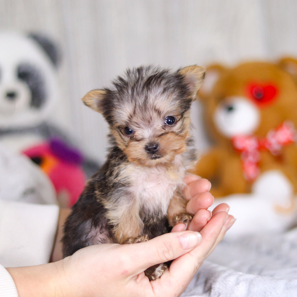 Onyx - Available 3/26